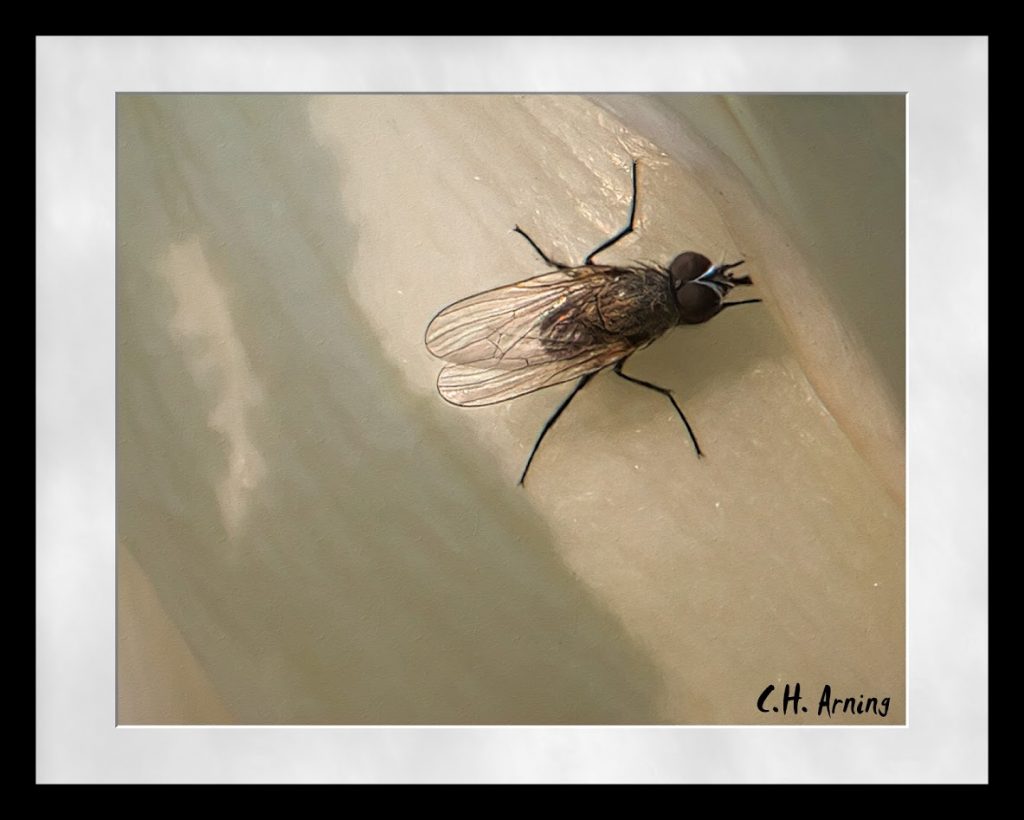 Fly for the Wall