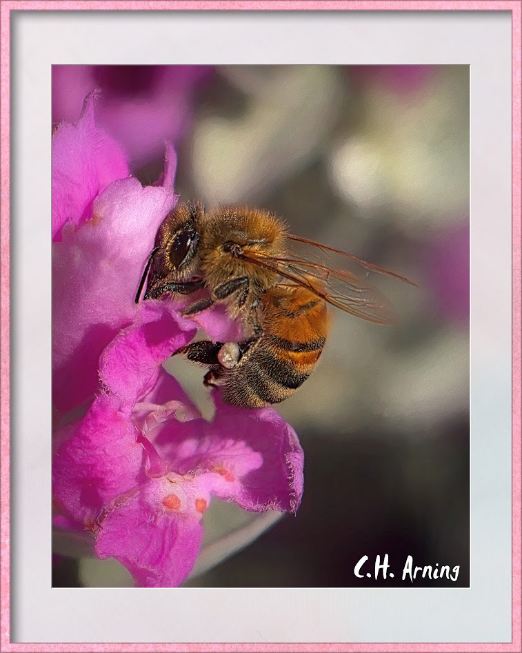 Another Bee