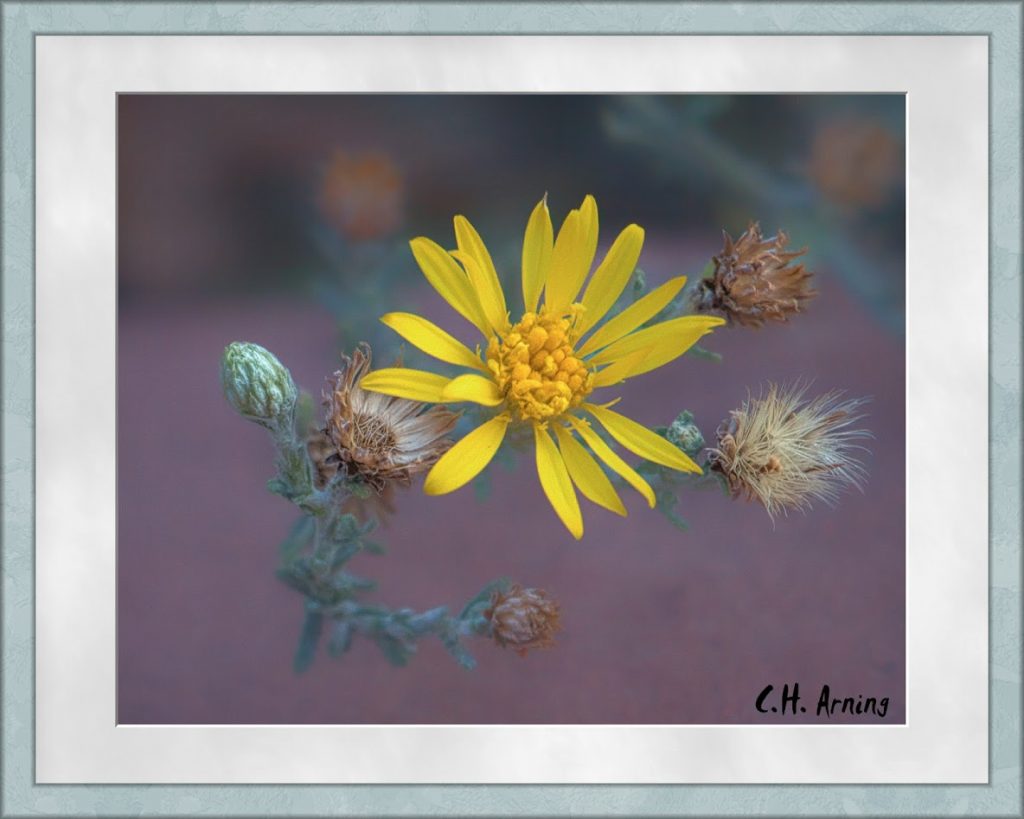 Small Flower