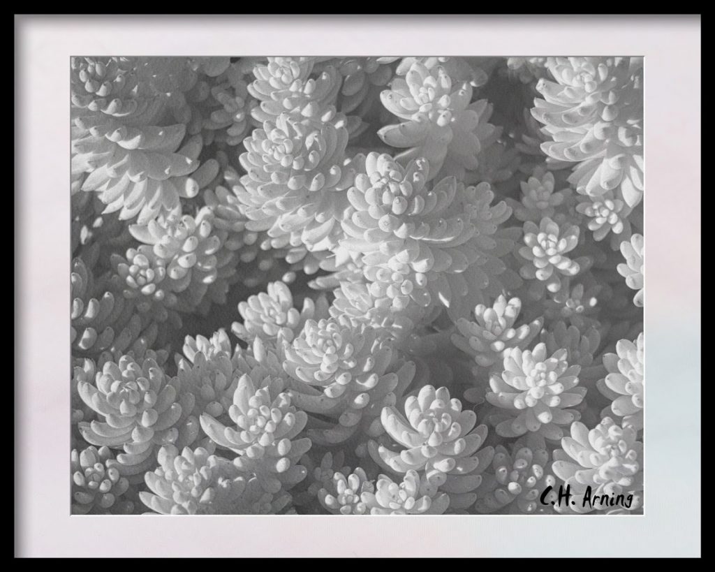 Without Color