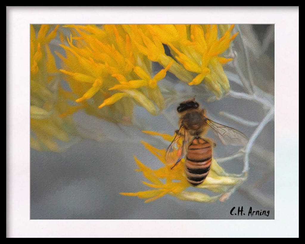 honey bee