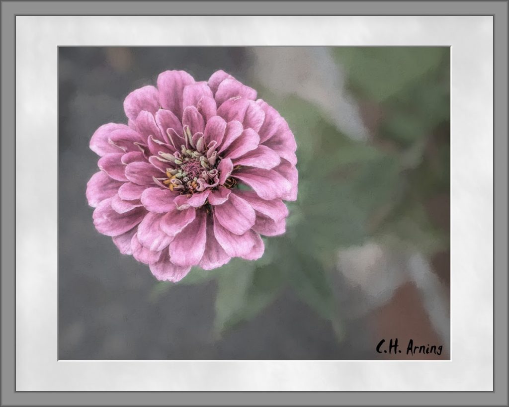 fall-flowering