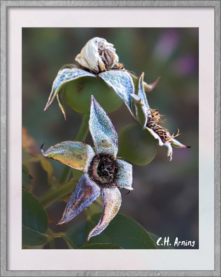 rose hip
