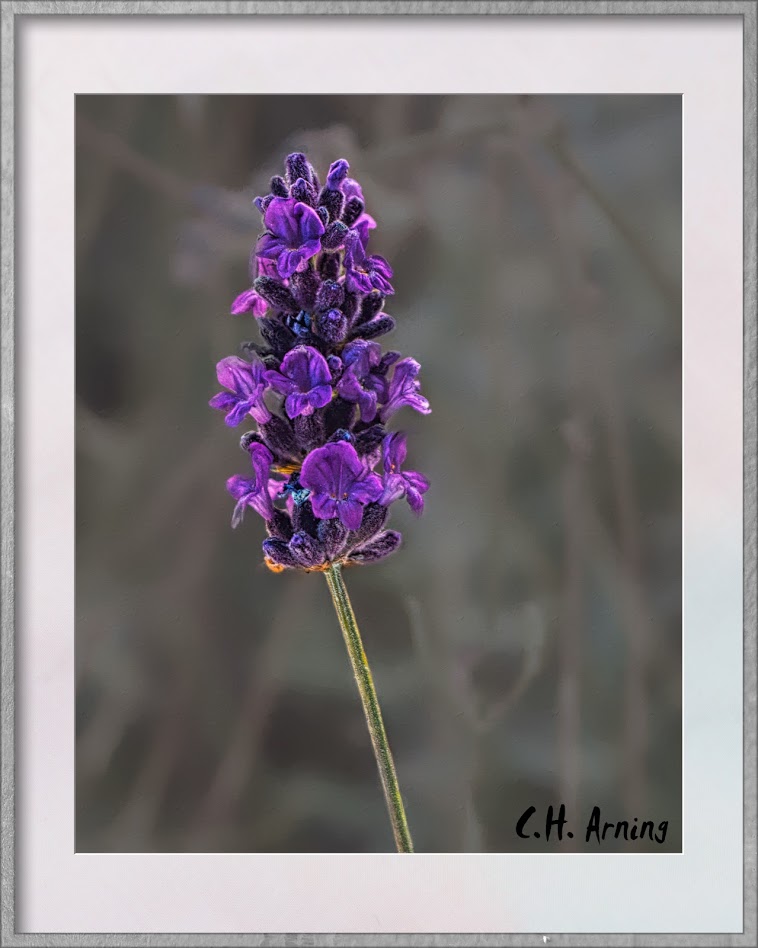 lavender