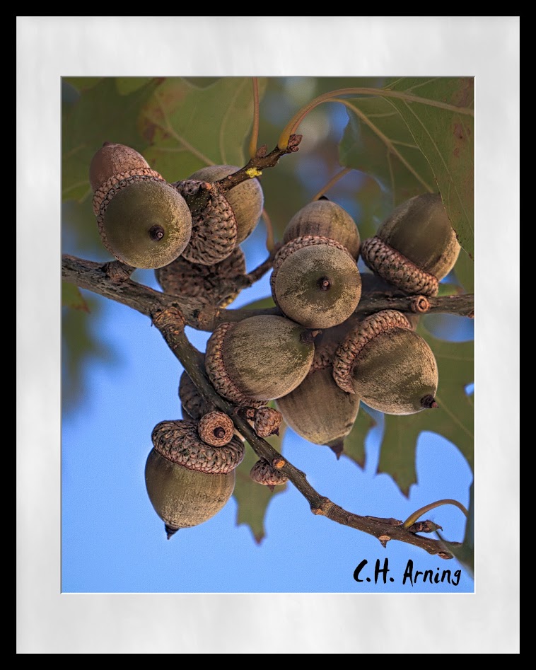 acorns