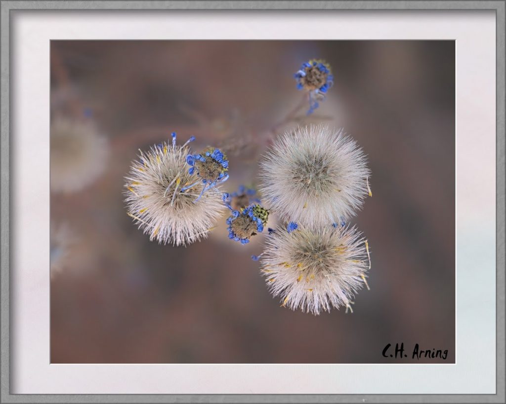 Nature's Fireworks