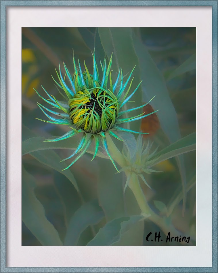 Anthesis