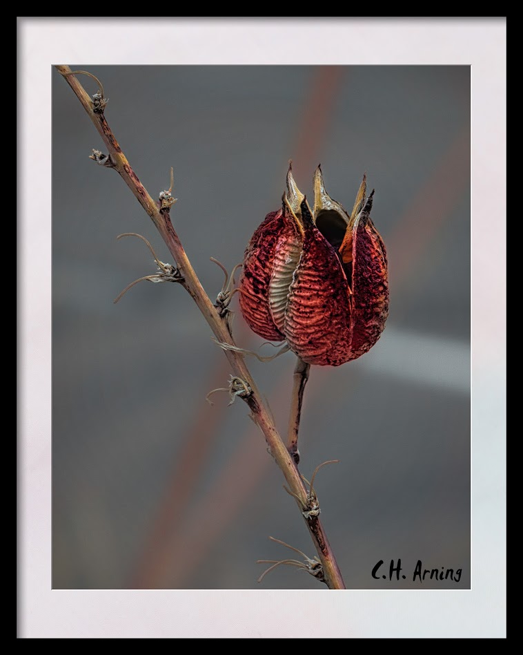 Red Hesperaloe Seed Pod