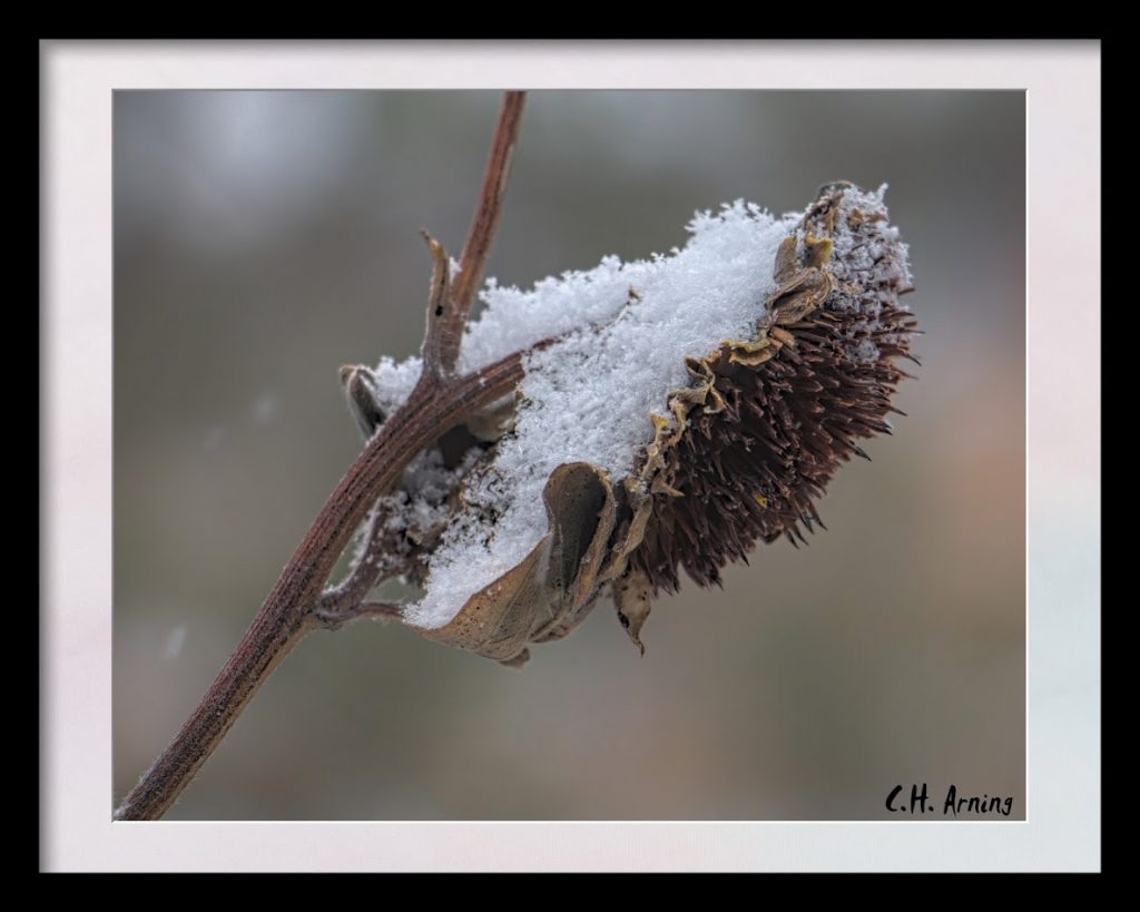 First Snow