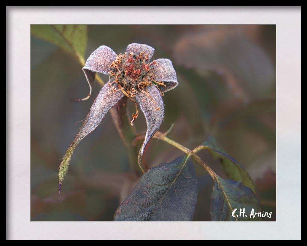 Fall Rose