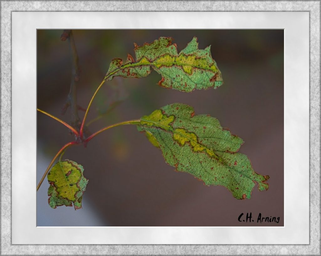 chlorophyll breaking down