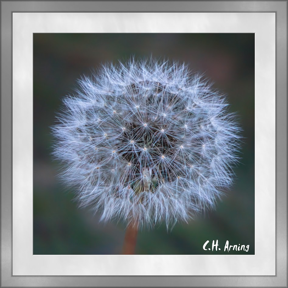 seedhead