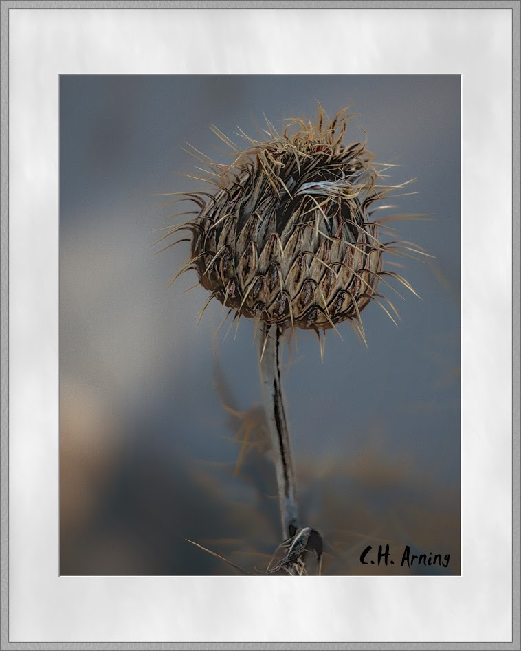 thistle