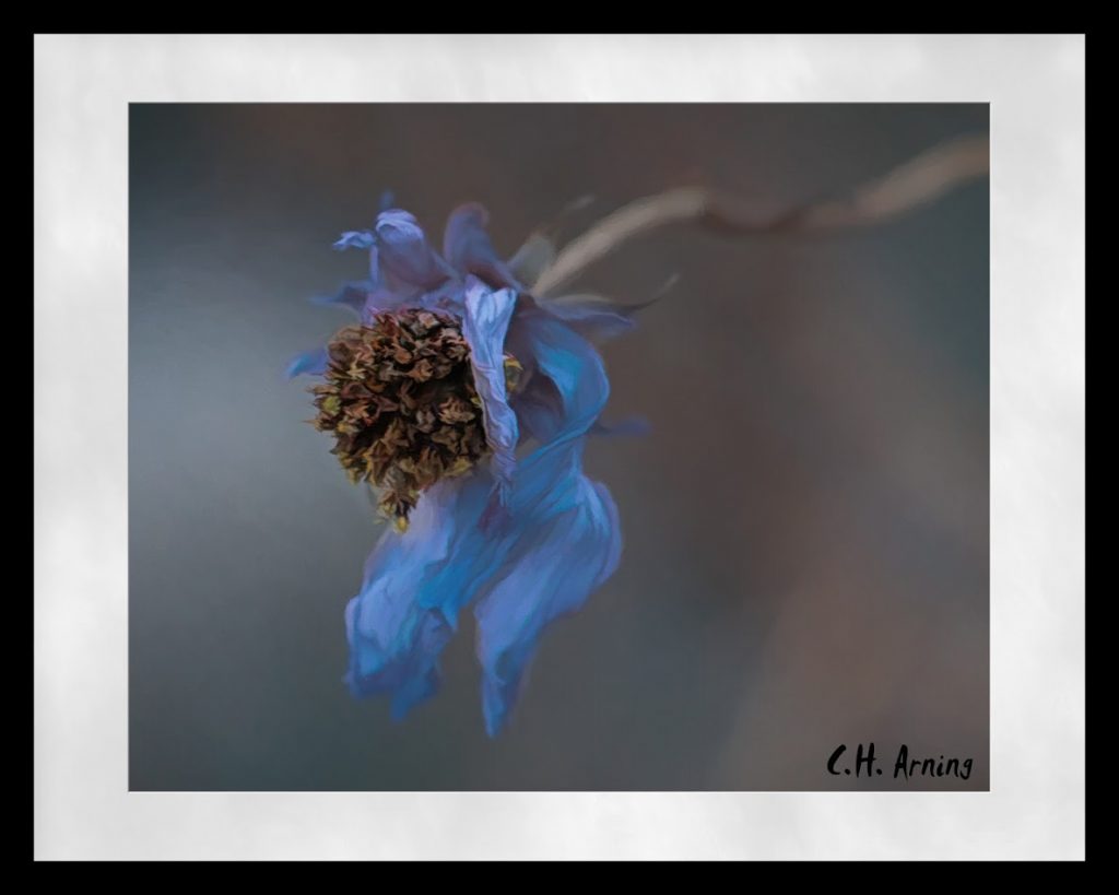 Fading Flowers