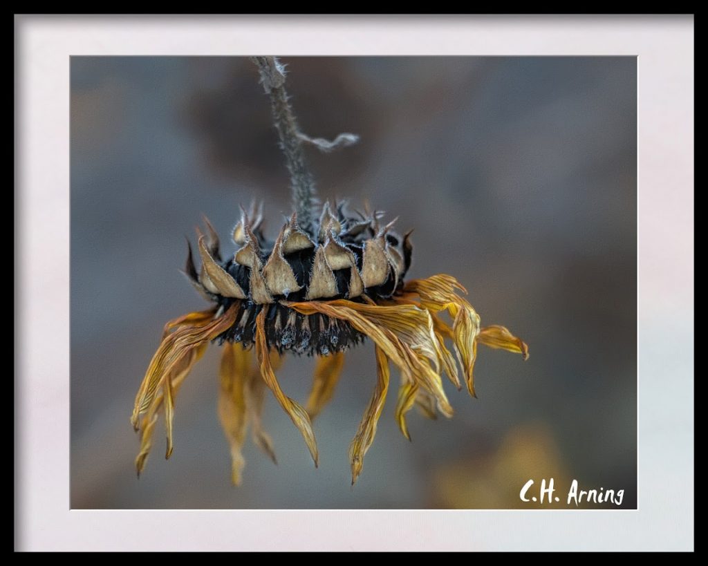 Late Sunflower