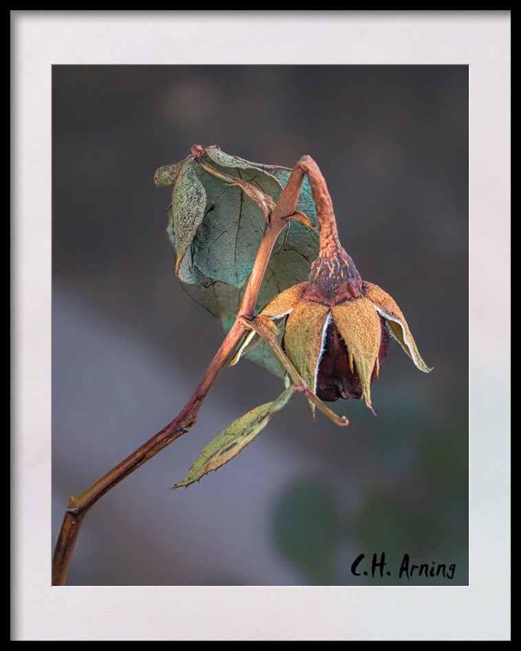Fallen Rose