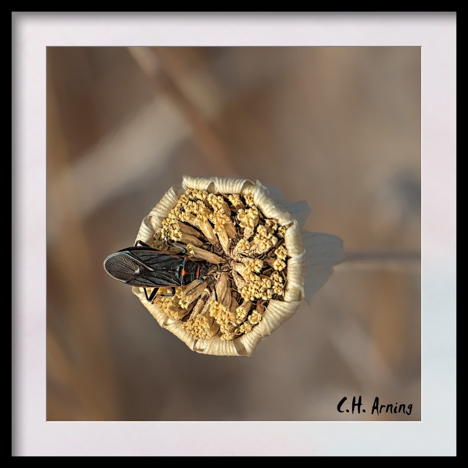 Eating Dried Blossom