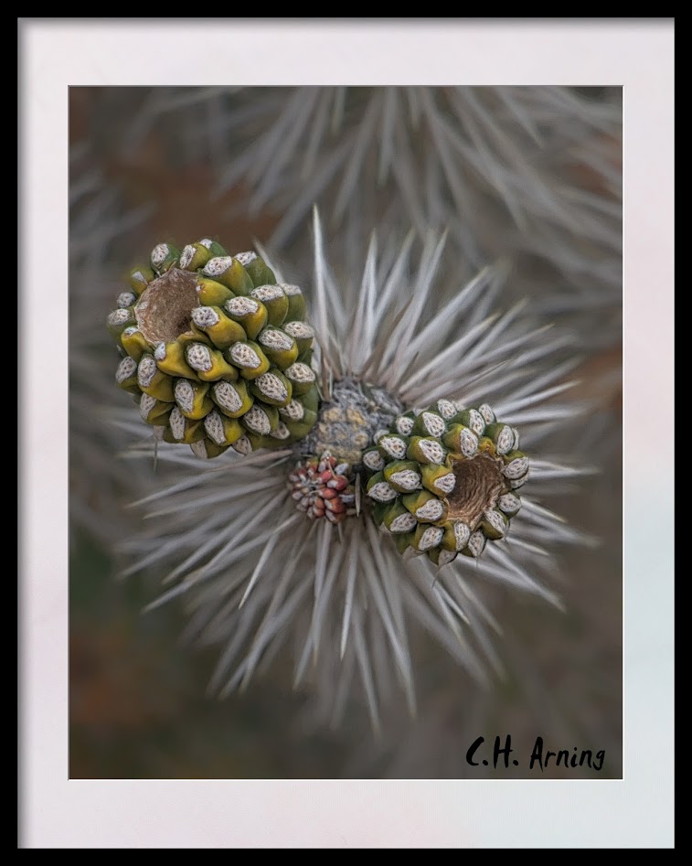cactus fruit