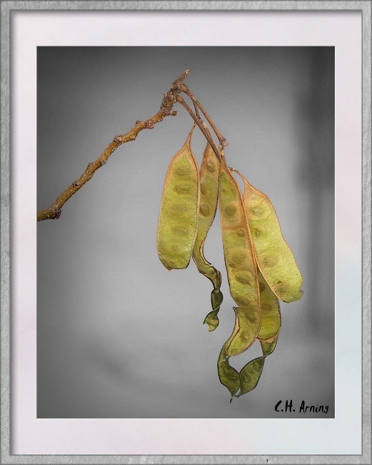Seeds