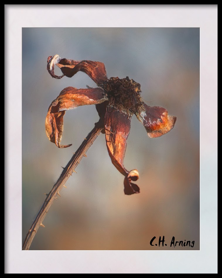 pedalless rose