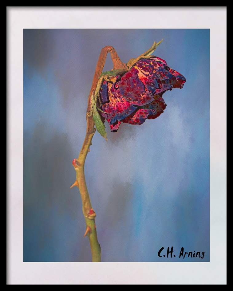 broken rose