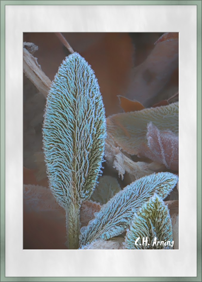 Frosty