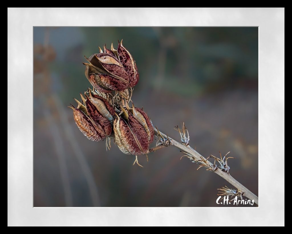 Yucca Pods