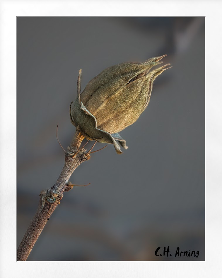 Bud
