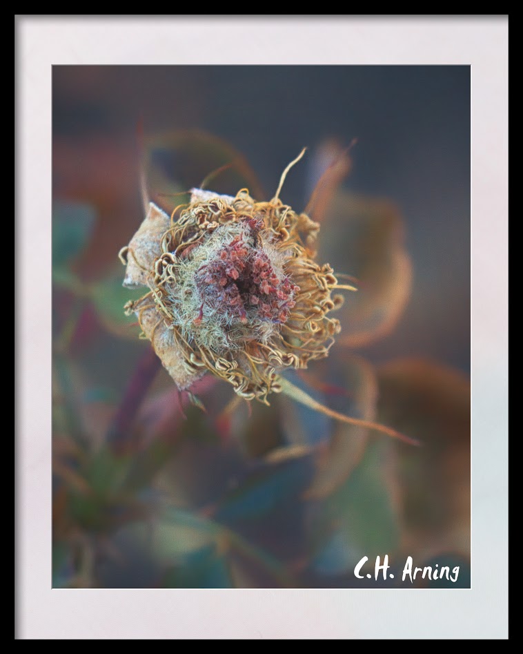 Old Rose