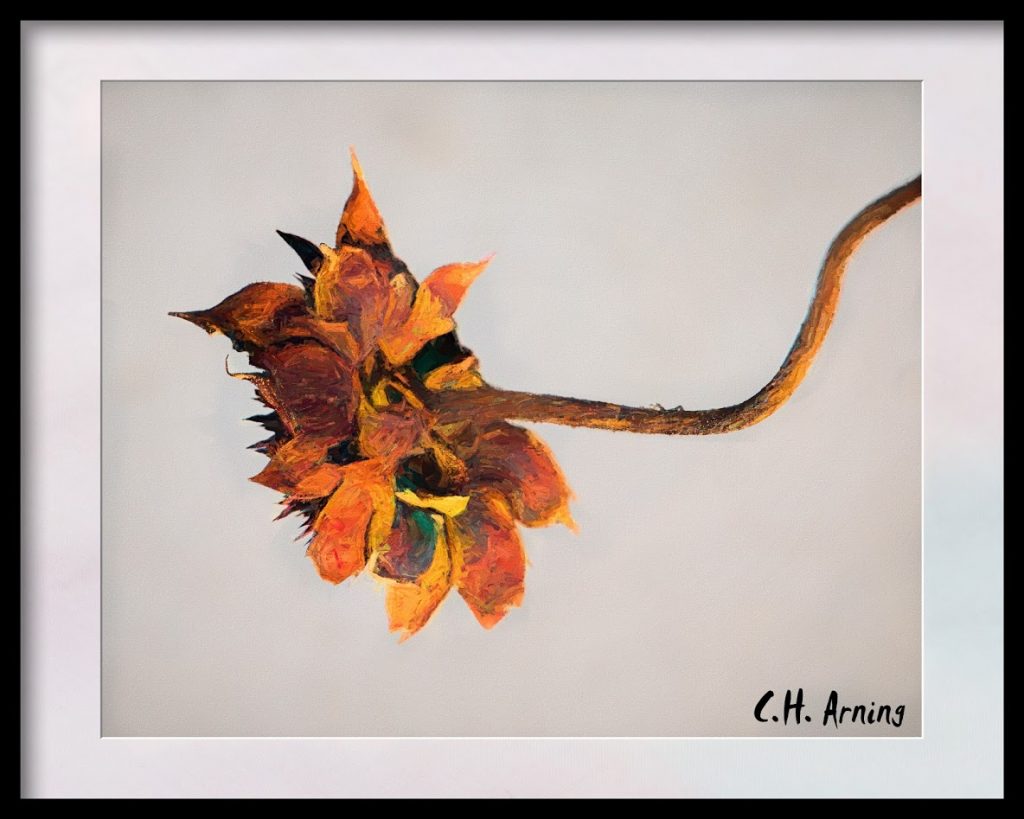 withered sunflower