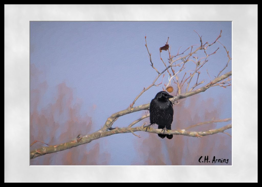 Park Crow