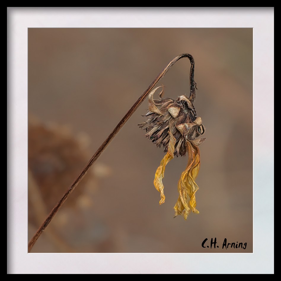 Late Sunflower