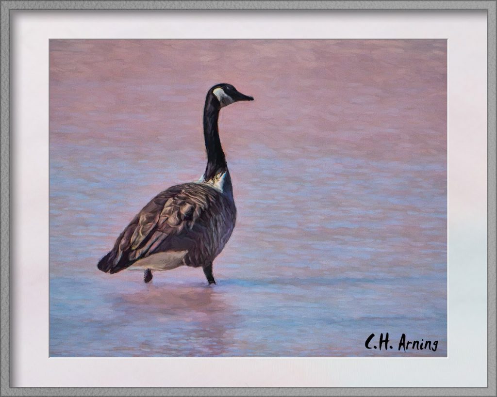 Christmas goose