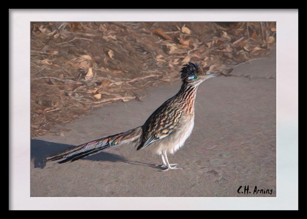 Roadrunner