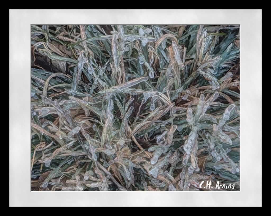 Frozen Yard