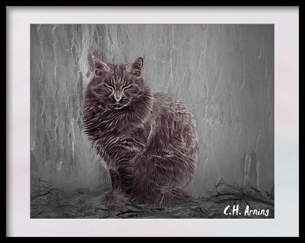 Old Cat