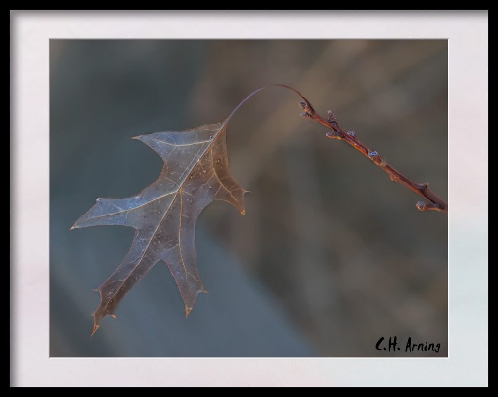 Oak Leaf