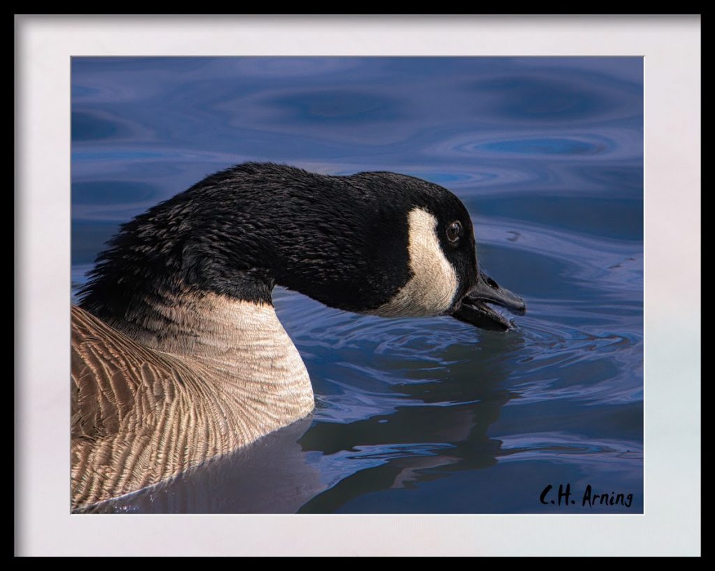 thirsty goose