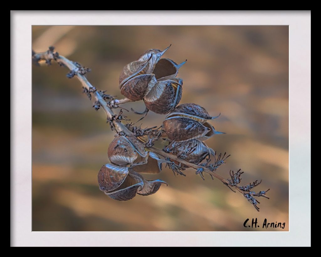 Yucca Pods