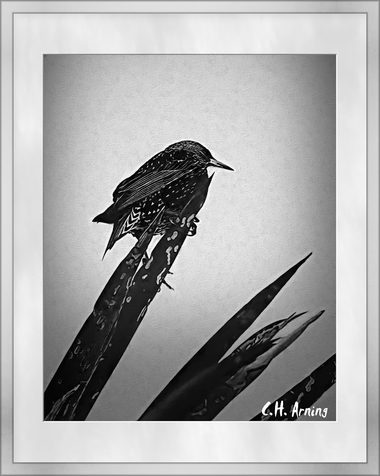 bird in black