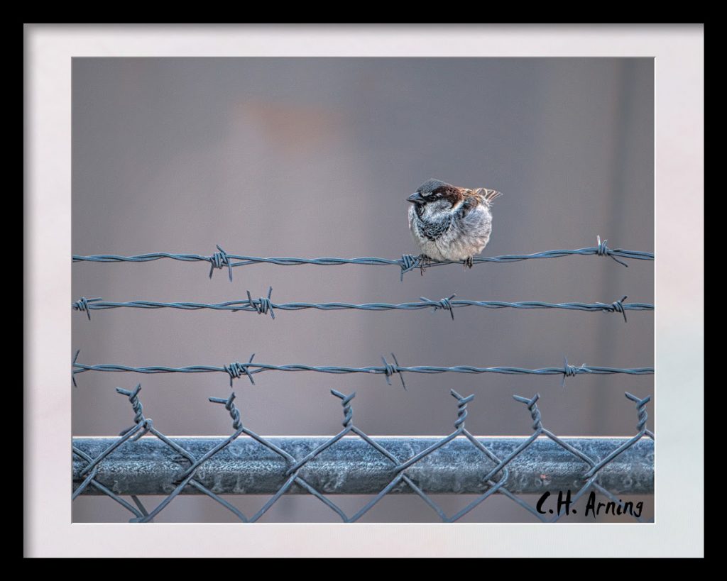 Bird on a wire