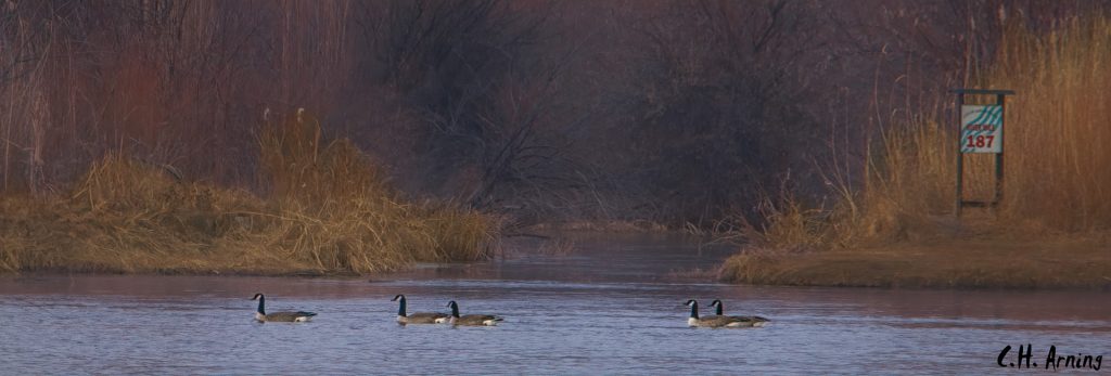 Rio Grande River Mile 187
