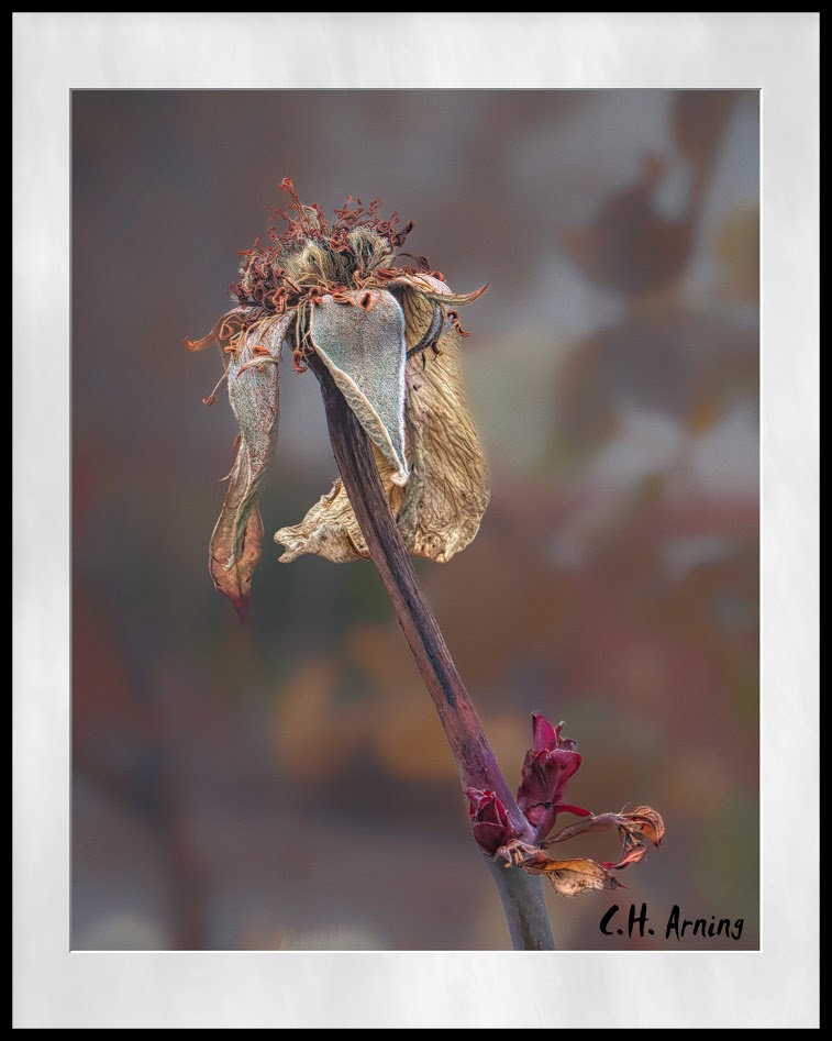 A rose by any other name