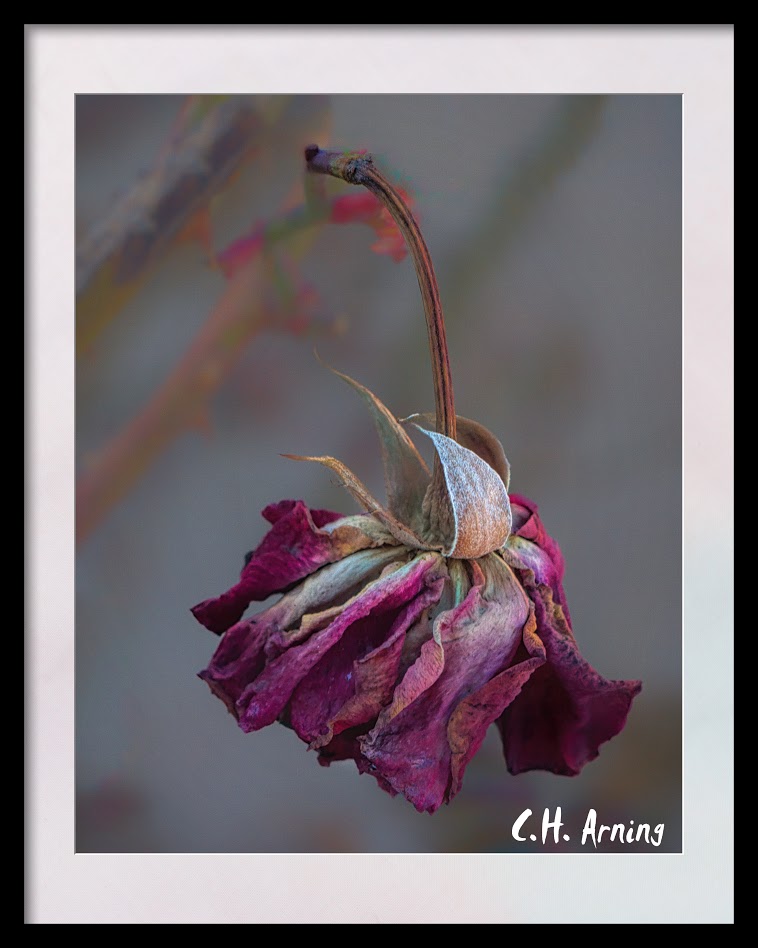 Old Rose