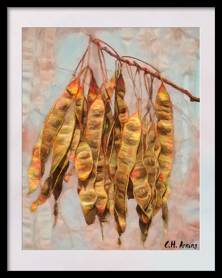 Nature's wind chimes