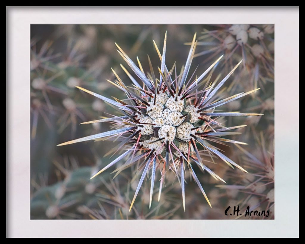 cactus
