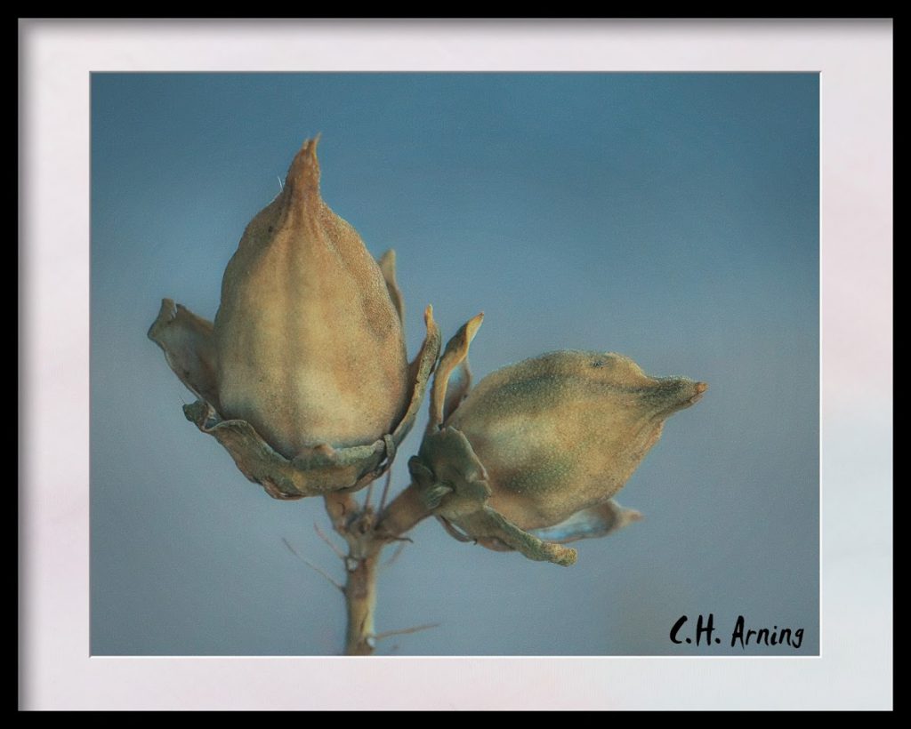 Buds