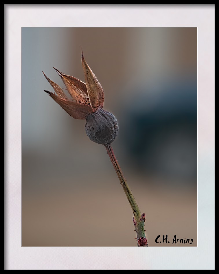 Rosehip