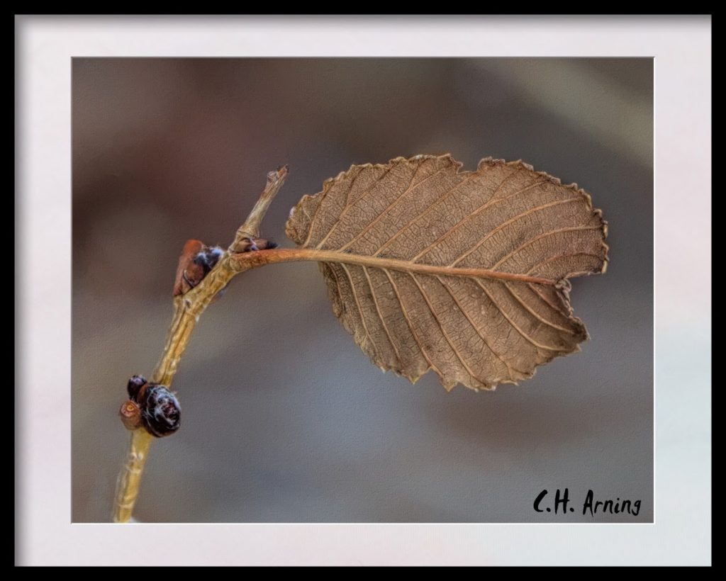 Still Hanging On