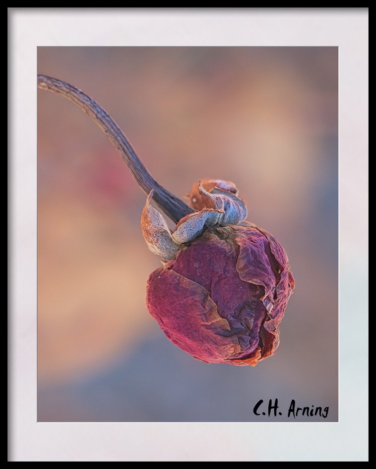 Unopened Rose